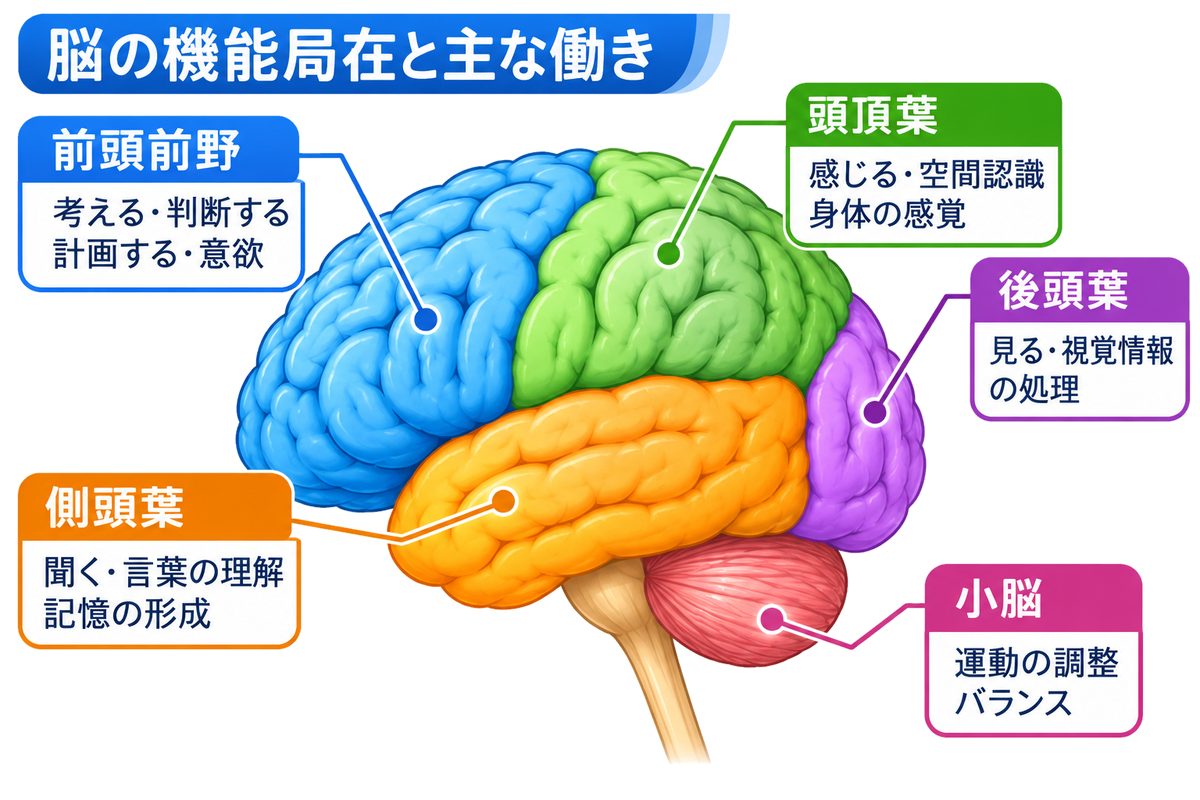 脳の機能局在と主な働きを示した図。前頭前野は考える・判断する・計画する・意欲、頭頂葉は感じる・空間認識・身体の感覚、後頭葉は見る・視覚情報の処理、側頭葉は聞く・言葉の理解・記憶の形成、小脳は運動の調整・バランス